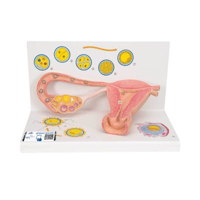 Ovaries & Fallopian Tubes Model with Stages of Fertilization, 2-times magnified - 3B Smart Anatomy