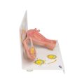 Ovaries & Fallopian Tubes Model with Stages of Fertilization, 2-times magnified - 3B Smart Anatomy..