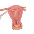 Ovaries & Fallopian Tubes Model with Stages of Fertilization, 2-times magnified - 3B Smart Anatomy....