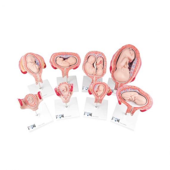 Pregnancy Models Series, 8 Individual Embryo & Fetus Models - 3B Smart Anatomy