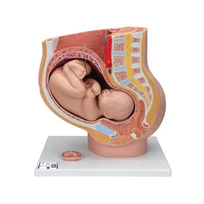 Pregnancy Pelvis Model in Median Section with Removable Fetus (40 weeks), 3 part - 3B Smart Anatomy