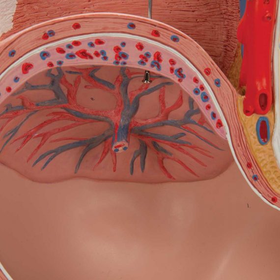 Pregnancy Pelvis Model in Median Section with Removable Fetus (40 weeks), 3 part - 3B Smart Anatomy......