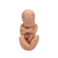 Pregnancy Pelvis Model in Median Section with Removable Fetus (40 weeks), 3 part - 3B Smart Anatomy........