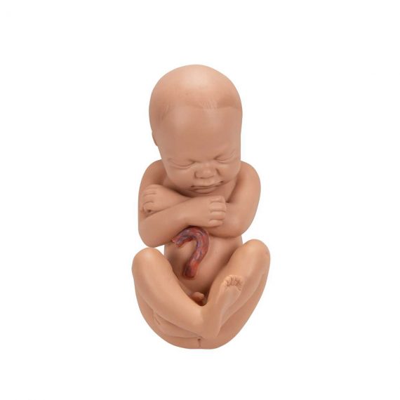 Pregnancy Pelvis Model in Median Section with Removable Fetus (40 weeks), 3 part - 3B Smart Anatomy........