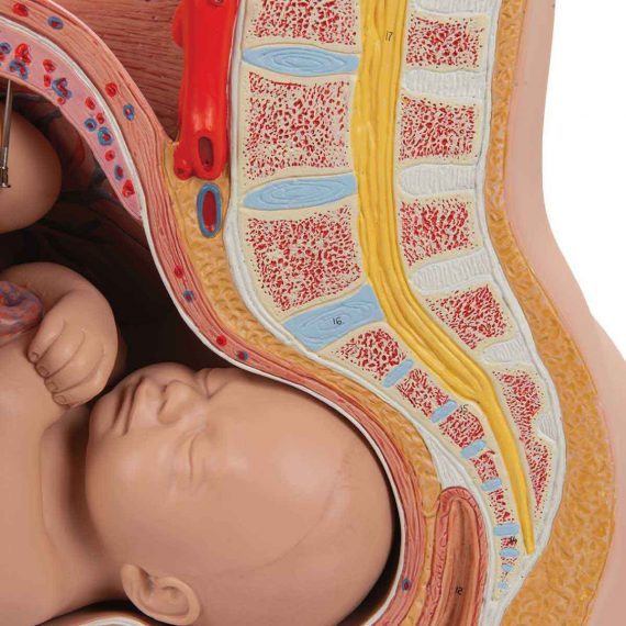 Pregnancy Pelvis Model in Median Section with Removable Fetus (40 weeks), 3 part - 3B Smart Anatomy..........