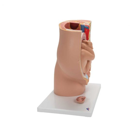 Pregnancy Pelvis Model in Median Section with Removable Fetus (40 weeks), 3 part - 3B Smart Anatomy............