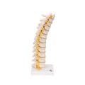 Thoracic Human Spinal Column Model - 3B Smart Anatomy..