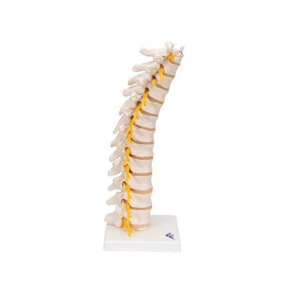 Thoracic Human Spinal Column Model - 3B Smart Anatomy..