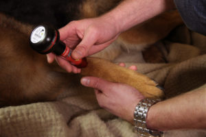 ENERGY-LASER-L500pro-Bluetooth-Dog1-300x200