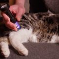 PERSONAL-LASER-L200-L400-Homecare-Cat1-300x234