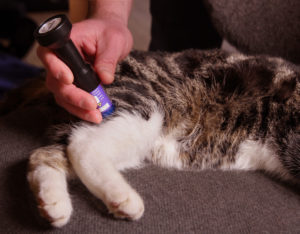 PERSONAL-LASER-L200-L400-Homecare-Cat1-300x234