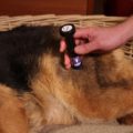 PERSONAL-LASER-L400-L200-Homecare-Dog1-300x202