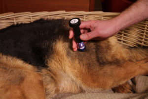 PERSONAL-LASER-L400-L200-Homecare-Dog1-300x202