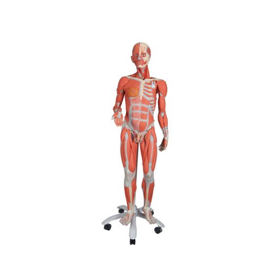 3_4 Life-Size Dual Sex Human Muscle Model on Metal Stand, 45-part - 3B Smart Anatomy