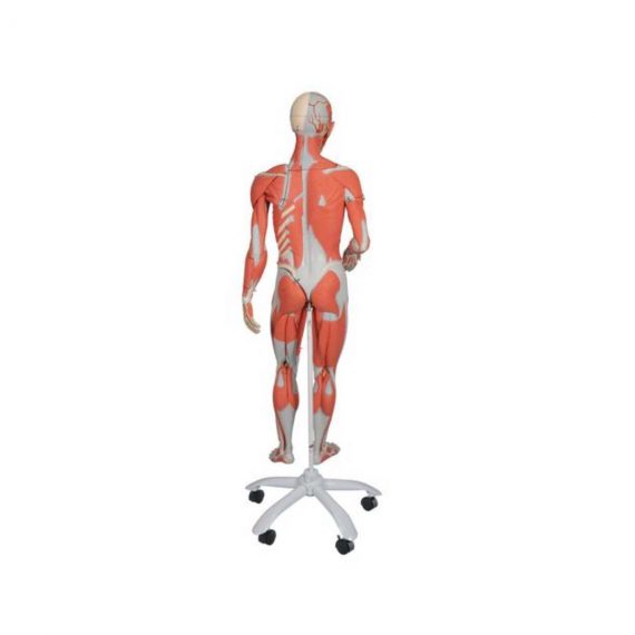 3_4 Life-Size Dual Sex Human Muscle Model on Metal Stand, 45-part - 3B Smart Anatomy..