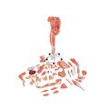 3_4 Life-Size Dual Sex Human Muscle Model on Metal Stand, 45-part - 3B Smart Anatomy....