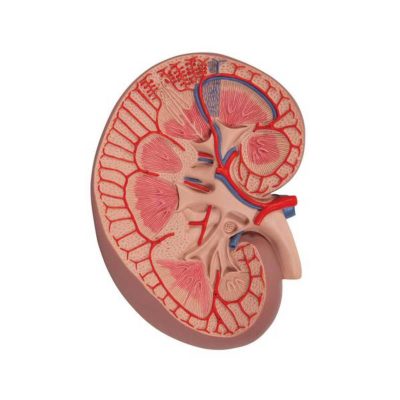 Basic Kidney Section Model, 3 times Full-Size - 3B Smart Anatomy