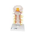 Cervical Human Spinal Column Model - 3B Smart Anatomy