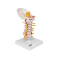 Cervical Human Spinal Column Model - 3B Smart Anatomy..