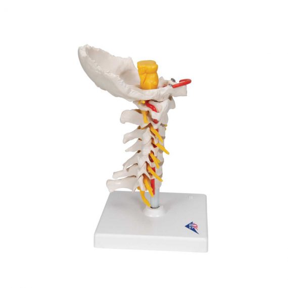 Cervical Human Spinal Column Model - 3B Smart Anatomy....