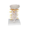 Cervical Human Spinal Column Model - 3B Smart Anatomy......