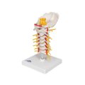 Cervical Human Spinal Column Model - 3B Smart Anatomy........