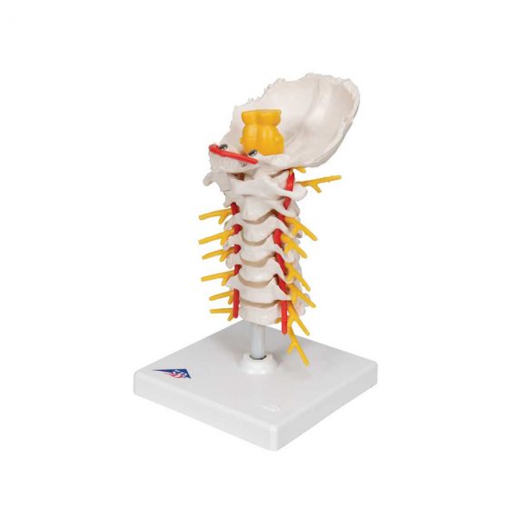 3B Scientific Cervical Human Spinal Column Model - 3B Smart Anatomy ...