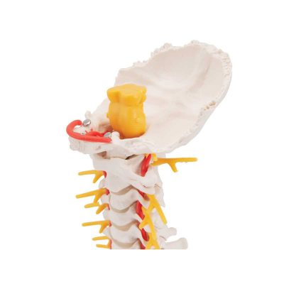 Cervical Human Spinal Column Model - 3B Smart Anatomy..........
