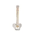 Classic Flexible Human Spine Model - 3B Smart Anatomy