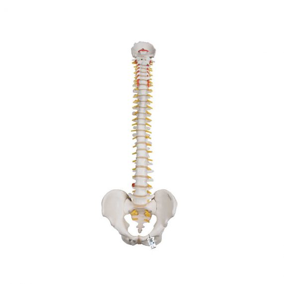 Classic Flexible Human Spine Model - 3B Smart Anatomy
