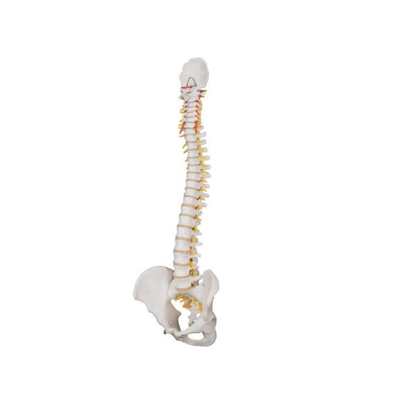 Classic Flexible Human Spine Model - 3B Smart Anatomy..