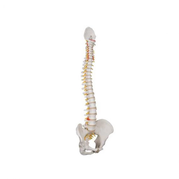 Classic Flexible Human Spine Model - 3B Smart Anatomy....