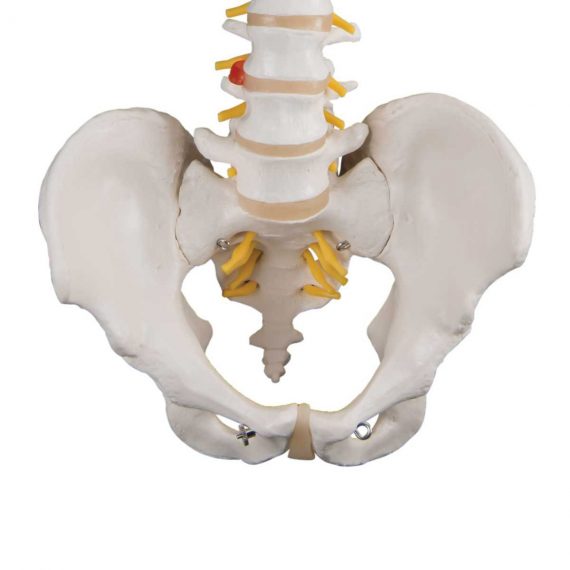 Classic Flexible Human Spine Model - 3B Smart Anatomy......