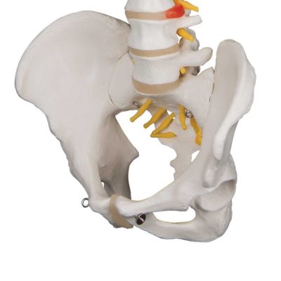 Classic Flexible Human Spine Model - 3B Smart Anatomy........