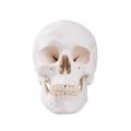 Classic Human Skull Model, 3 part - 3B Smart Anatomy