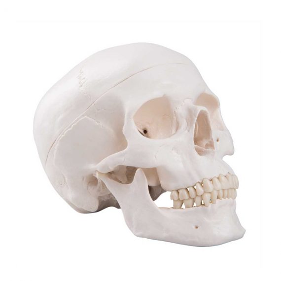 Classic Human Skull Model, 3 part - 3B Smart Anatomy..