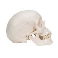 Classic Human Skull Model, 3 part - 3B Smart Anatomy....