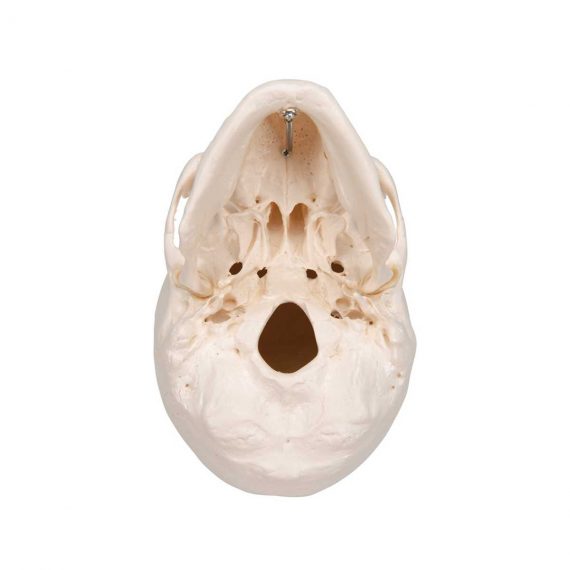 Classic Human Skull Model, 3 part - 3B Smart Anatomy........