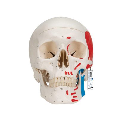 Classic Human Skull Model painted, 3 part - 3B Smart Anatomy