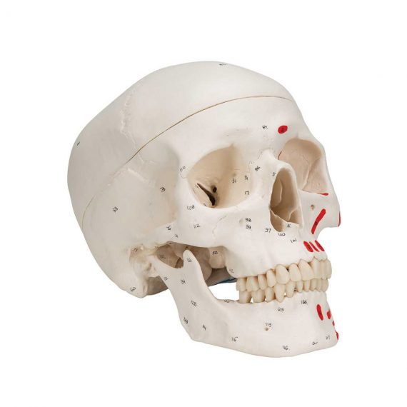 Classic Human Skull Model painted, 3 part - 3B Smart Anatomy..