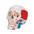 Classic Human Skull Model painted, 3 part - 3B Smart Anatomy........
