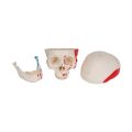 Classic Human Skull Model painted, 3 part - 3B Smart Anatomy..........