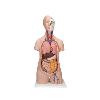 Classic Unisex Human Torso Model, 12 part - 3B Smart Anatomy