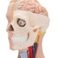 Classic Unisex Human Torso Model, 12 part - 3B Smart Anatomy........
