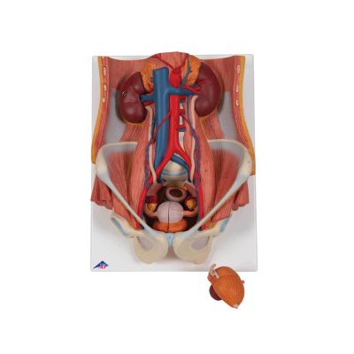 Dual Sex Urinary System Model, 6 part - 3B Smart Anatomy