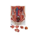 Dual Sex Urinary System Model, 6 part - 3B Smart Anatomy..