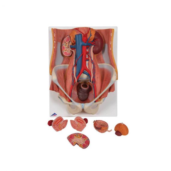 Dual Sex Urinary System Model, 6 part - 3B Smart Anatomy..