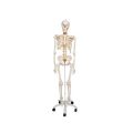 Flexible Human Skeleton Model Fred - 3B Smart Anatomy