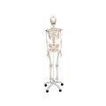 Flexible Human Skeleton Model Fred - 3B Smart Anatomy..