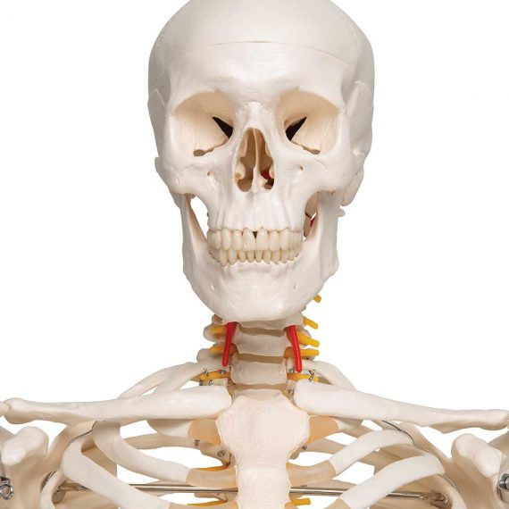 Flexible Human Skeleton Model Fred - 3B Smart Anatomy....